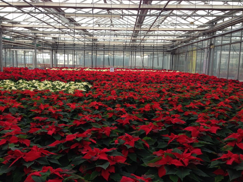 pepiniere-SIGNES-min_poinsettia-210023